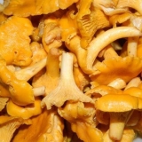 Da li je moguće sušiti lisičarke za zimu i kako to ispravno učiniti